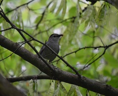 Dumetella carolinensis