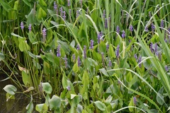 Pontederia cordata