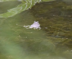 Lithobates catesbeianus