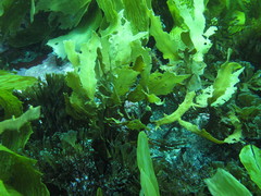 Carpophyllum flexuosum