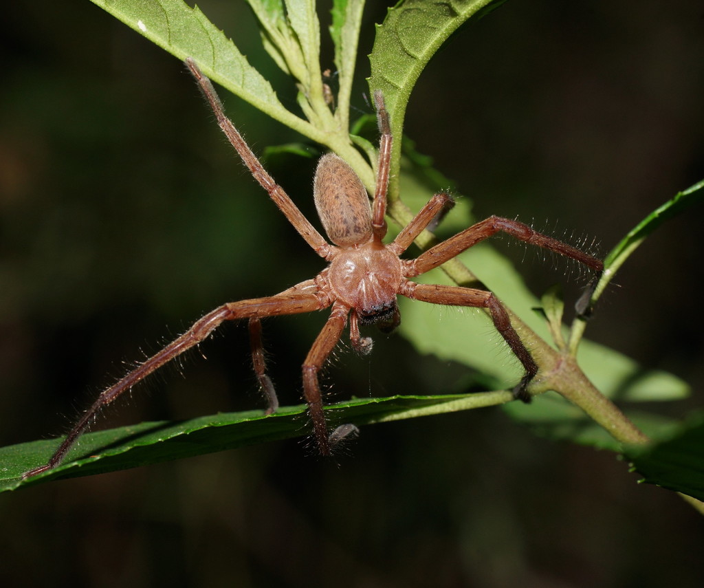 Ribbon Bark Huntsman