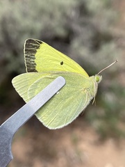 Colias alexandra alexandra
