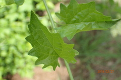 Microglossa mespilifolia