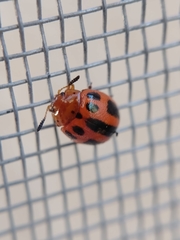 Plagiodera semivittata