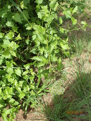 Microglossa mespilifolia