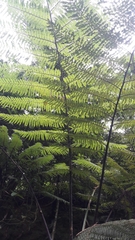 Cyatheaceae