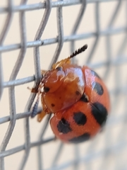 Plagiodera semivittata