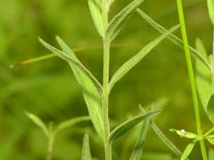 Epilobium strictum