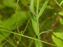 Epilobium strictum
