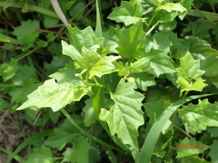 Microglossa mespilifolia