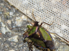 Pentatoma parametallifera