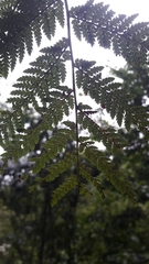 Cyatheaceae