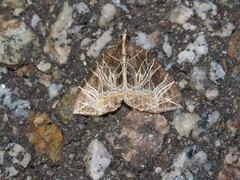 Evecliptopera illitata