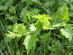 Microglossa mespilifolia