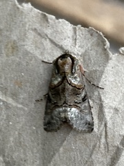 Abrostola tripartita