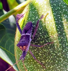 Leptoglossus zonatus