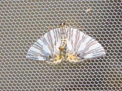 Callabraxas compositata