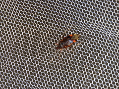 Deraeocoris brachialis