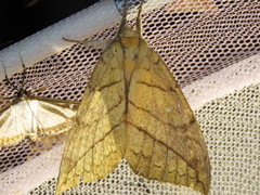 Gangarides coreanus