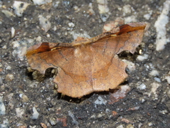 Fascellina chromataria