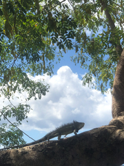 Iguana iguana