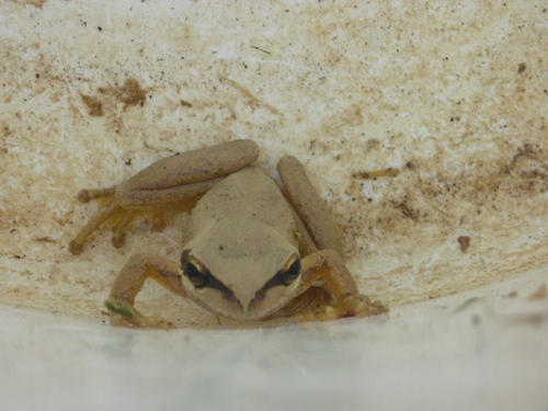 Rawlinsonia calliscelis