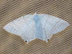 Ourapteryx subpunctaria