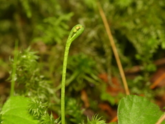 Botrychium tenebrosum