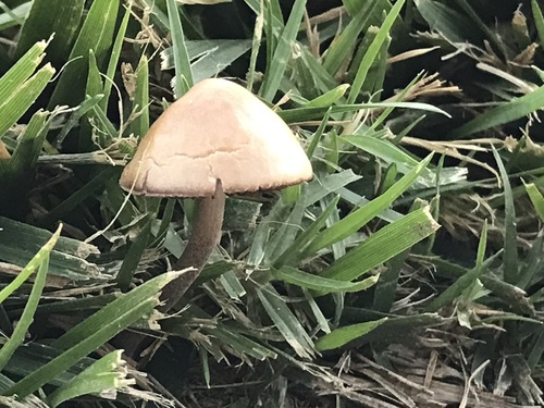 photo of Banded Mottlegill (Panaeolus cinctulus)