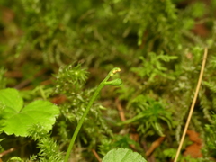 Botrychium tenebrosum