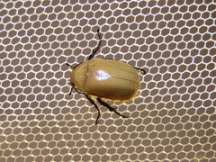 Callistethus plagiicollis