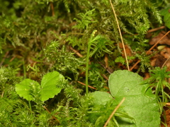 Botrychium tenebrosum