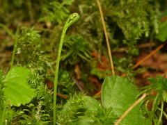 Botrychium tenebrosum