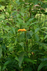 Puccinia minutissima