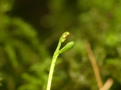 Botrychium tenebrosum