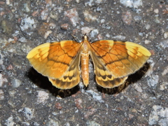 Gandaritis fixseni