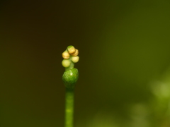 Botrychium tenebrosum