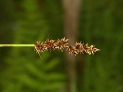 Carex diandra