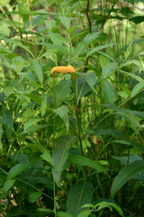 Puccinia minutissima