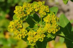 Helioscopia