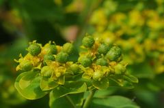 Helioscopia