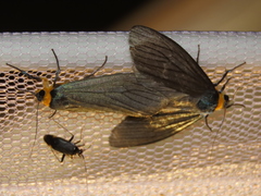 Macrobrochis staudingeri