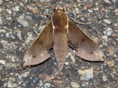 Rhagastis mongoliana