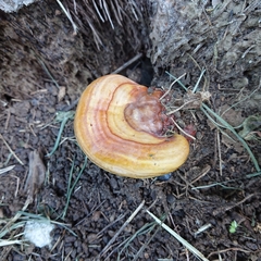 Ganoderma
