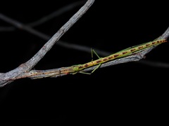 Lobonecroscia subflava