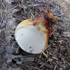 Ganoderma