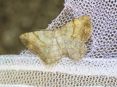 Polymixinia appositaria