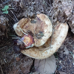 Ganoderma