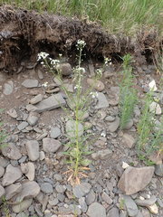Dontostemon pinnatifidus