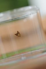 Pseudargyrotoza conwagana